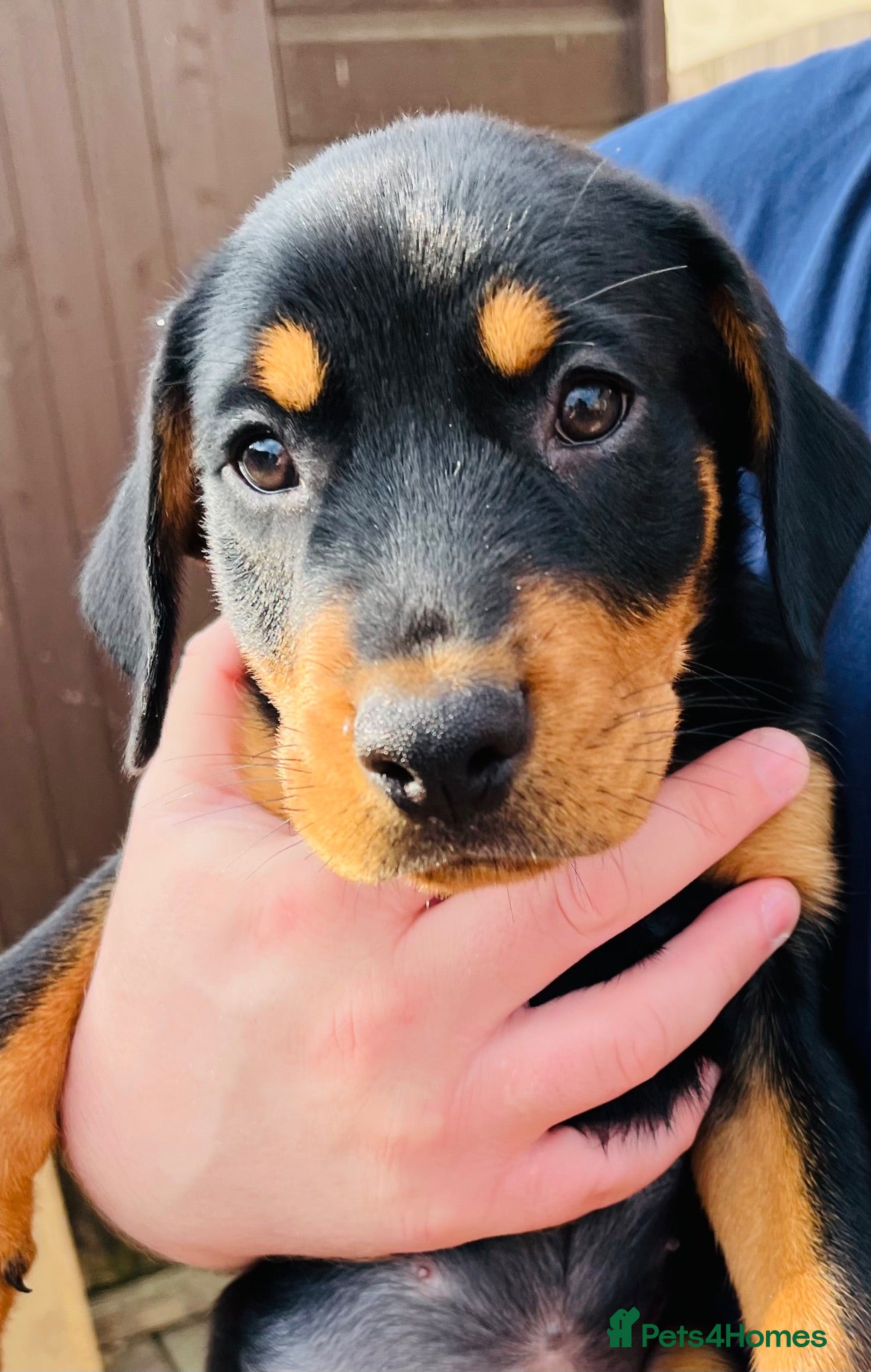 Mixed Breed dogs Rottweiler Doberman mix pups - Ready Now 1 Left! - Advert 2