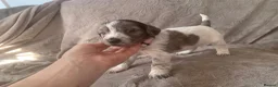 Mixed Breed dogs for sale:  german shorthaired pointer/ - Advert 12