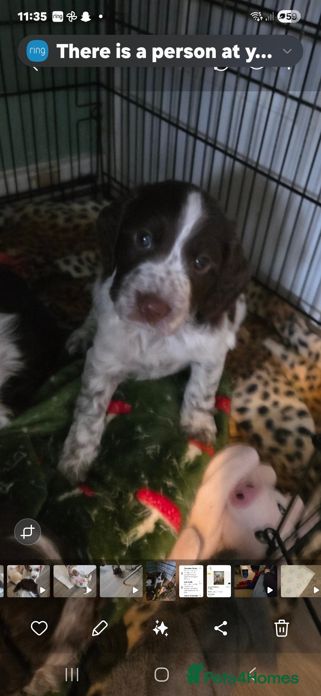 Cocker Spaniel dogs 2 gorgeous White roan cocker spaniels  - Advert 6