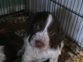 Cocker Spaniel dogs 2 gorgeous White roan cocker spaniels - Advert 6