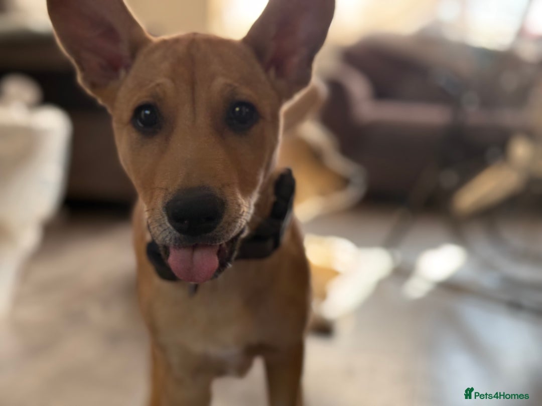 Mixed Breed dogs for sale: Lexi 7 Months old - Advert 12