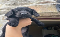 Cocker Spaniel dogs for sale: Working Cocker spaniel puppies for sale - Image 6