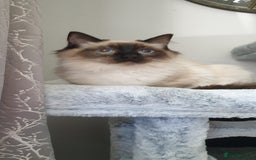 Ragdoll cats for sale: GCCF Active or Pet Ragdoll Boy - Image 1