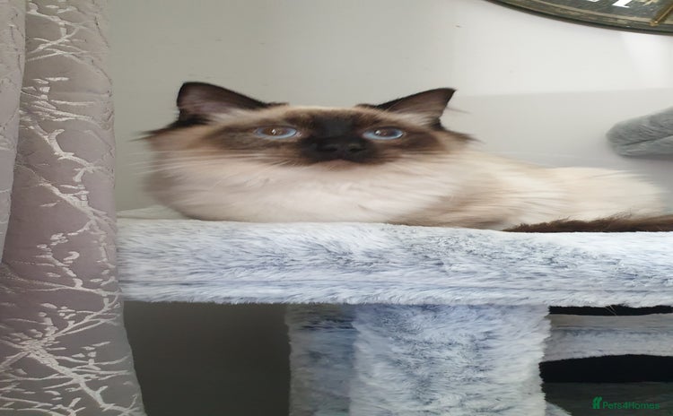 Ragdoll cats - Advert 13