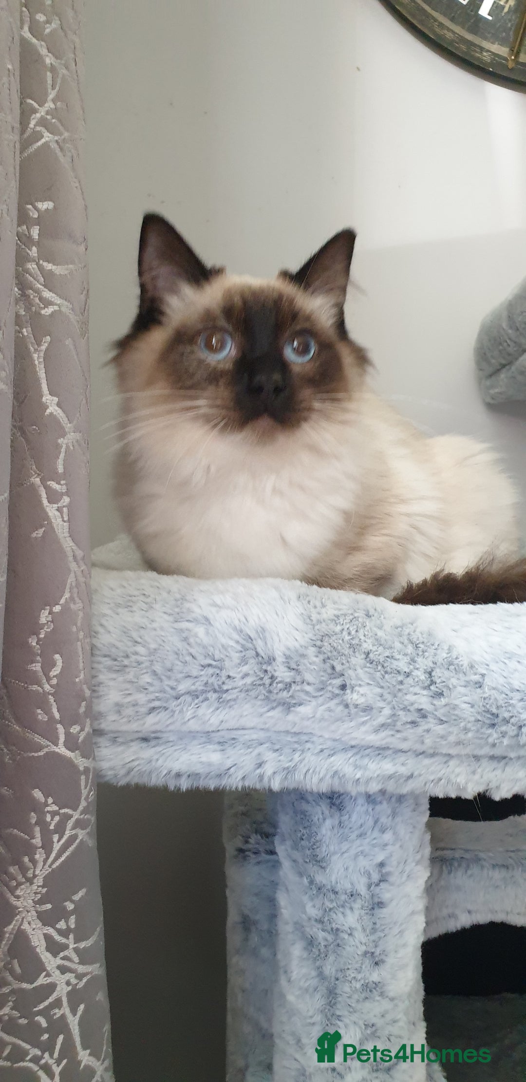 Ragdoll cats for sale: GCCF Active or Pet Ragdoll Boy - Image 1