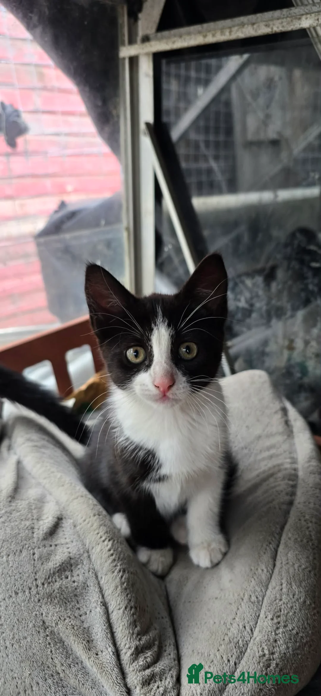 Domestic Shorthair cats for sale: 2 boys 1 girl  - Advert 3