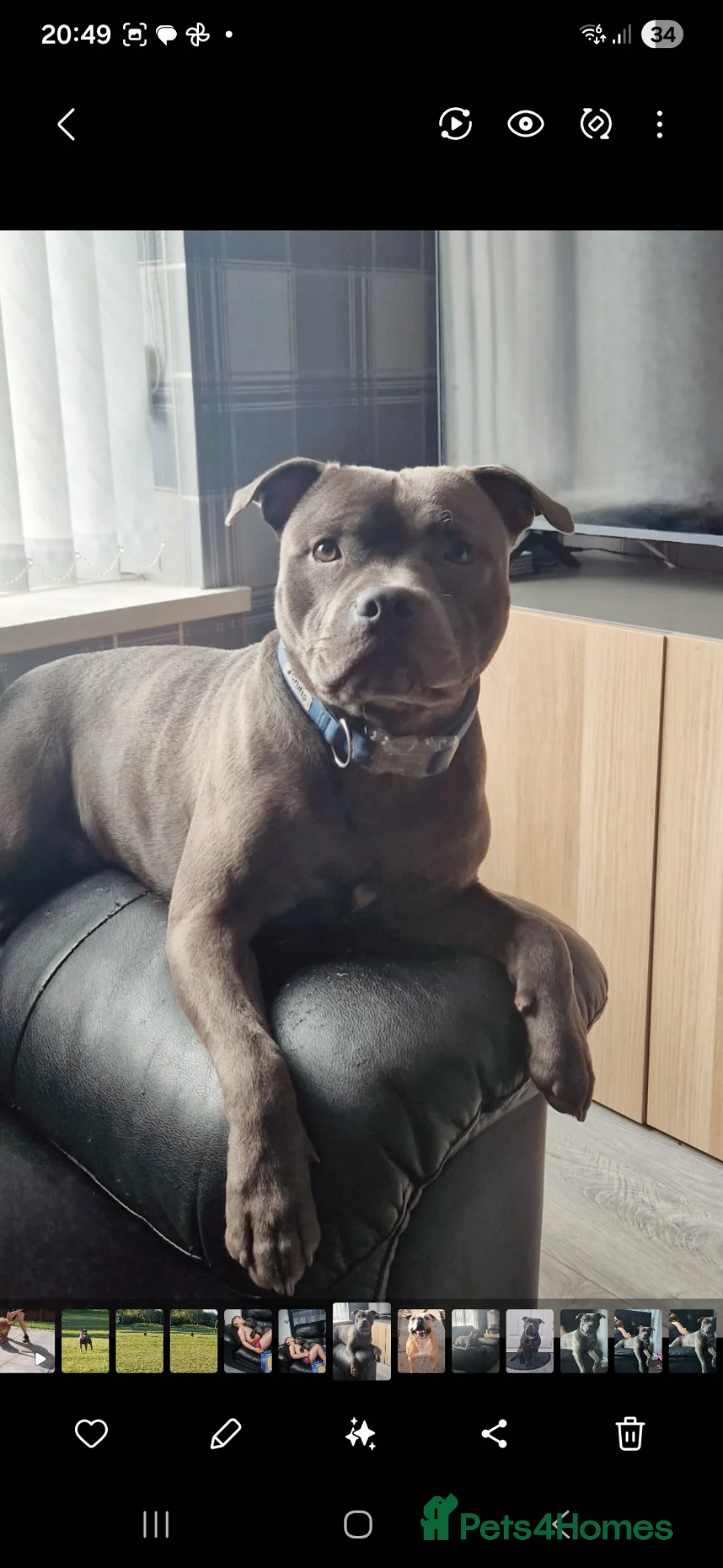 Staffordshire Bull Terrier dogs for stud: Staffy for stud in Wednesbury - Advert 2