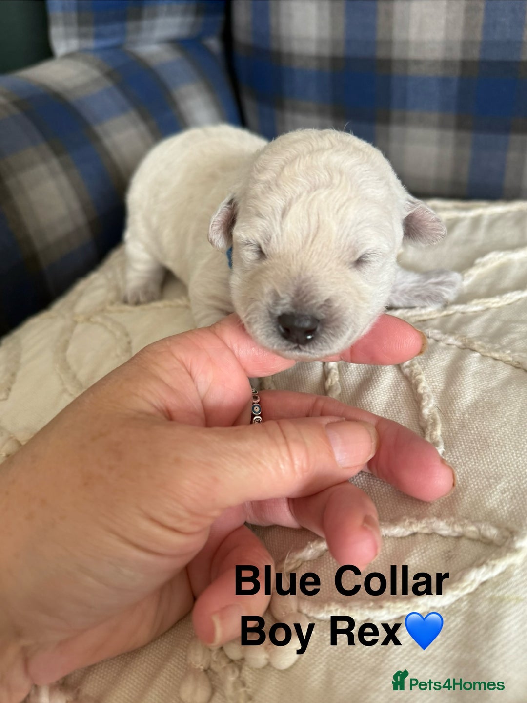 Poochon dogs for sale: Beautiful Poochon Puppies – Ready for Viewing - Image 9