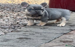 French Bulldog dogs for sale: Homie lines meet temple felson line  - Image 12