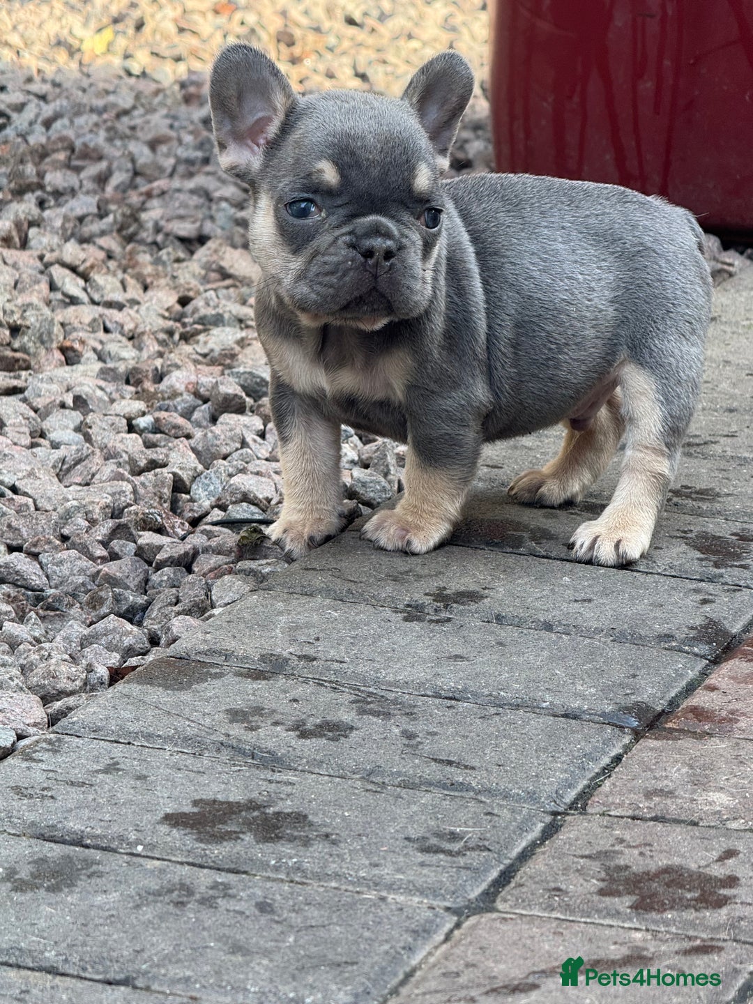 French Bulldog dogs for sale: Homie lines meet temple felson line  - Image 12