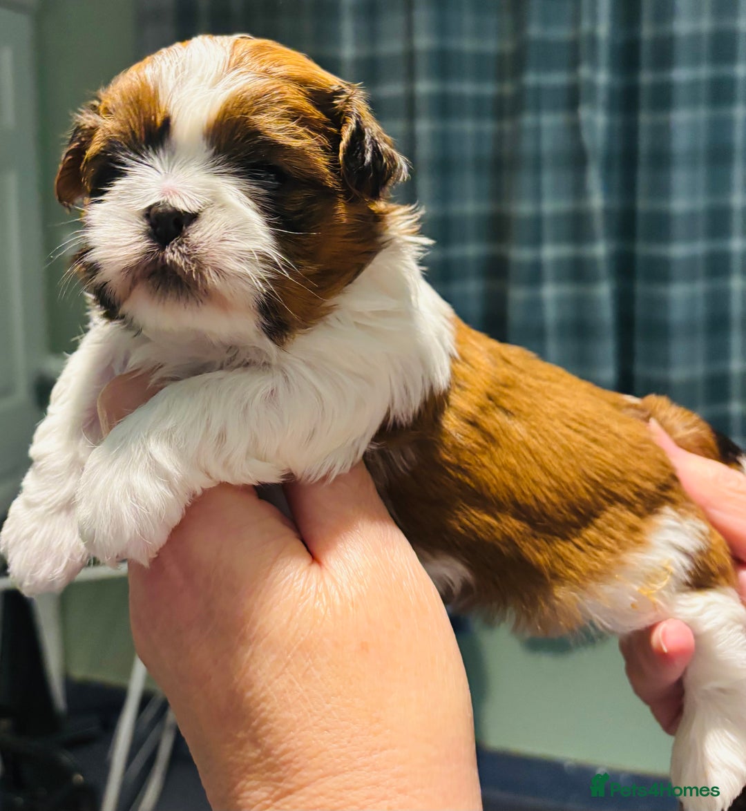 Shih Tzu dogs for sale: Beautiful shih tzu babies  - Advert 23