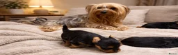 Yorkshire Terrier dogs for sale: YORKIE PUPPIES - Advert 2
