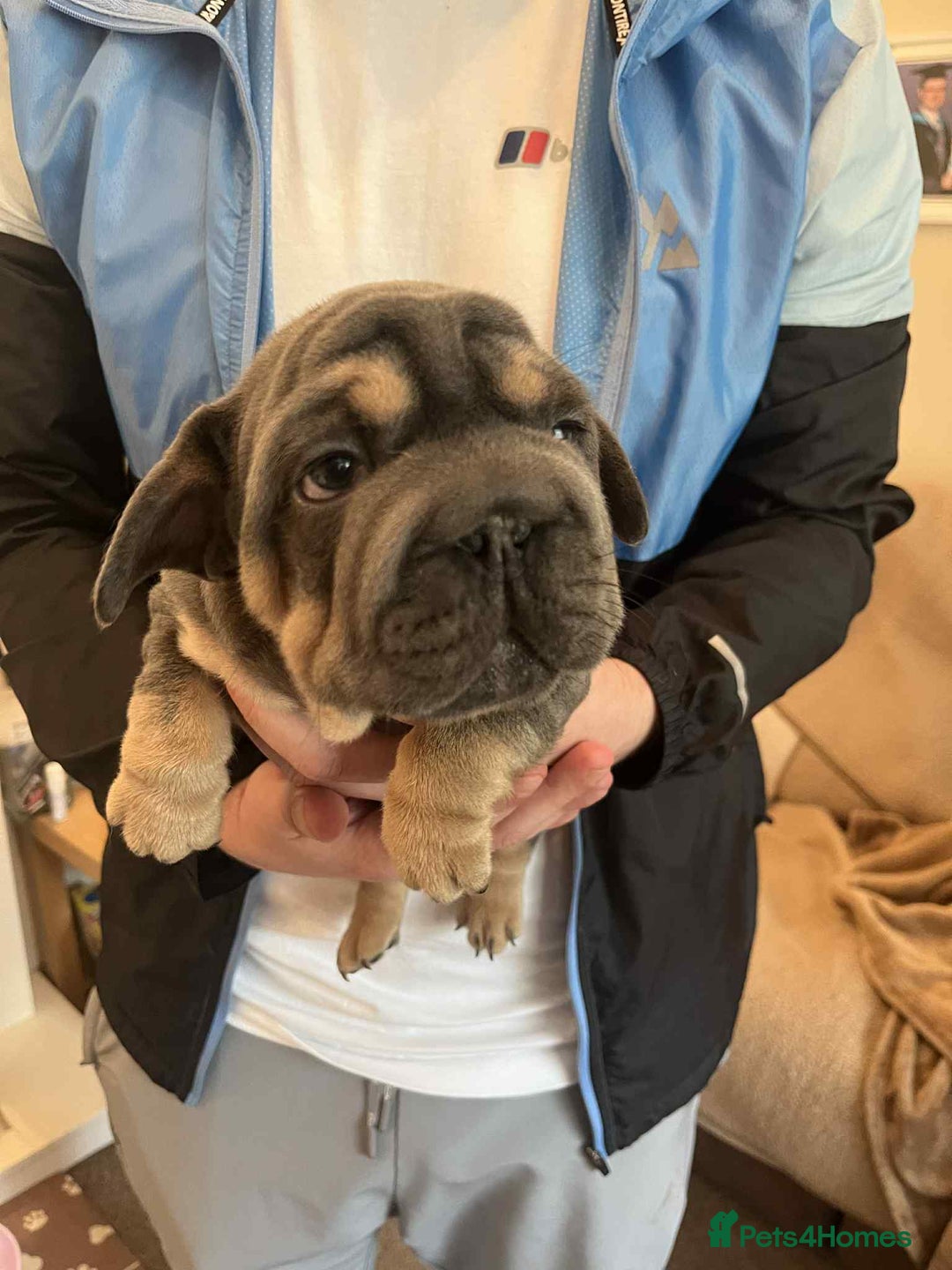 French Bulldog dogs for sale: Only 3 boys left, 5⭐️KC frenchies carrying fluffy  - Image 5