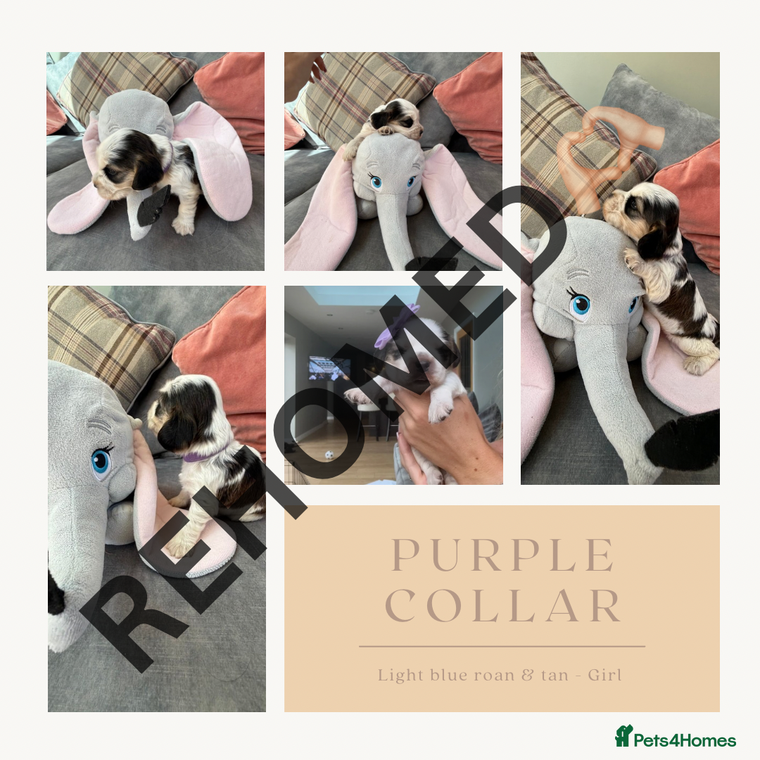 Cocker Spaniel dogs for sale: KC REG Showtype Cocker Spaniel LAST PUP ready 3/8 - Image 29