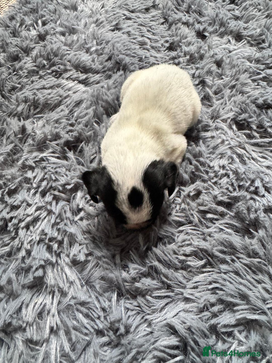 Mixed Breed dogs for sale: 6 gorgeous cocker jacks available  - Image 4