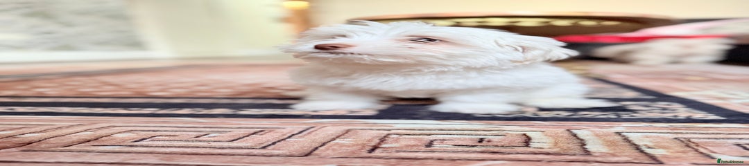 Maltese Puppy 3