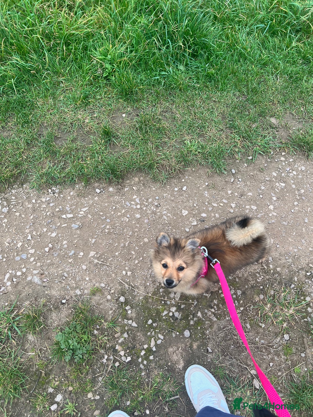 Mixed Breed dogs for sale: *RESERVED* 6 month old Pomeranian mix,m - Advert 10