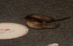 Ferret rodents for sale: 2 Loving Sisters for Sale! (Both Go Together) - Image 3