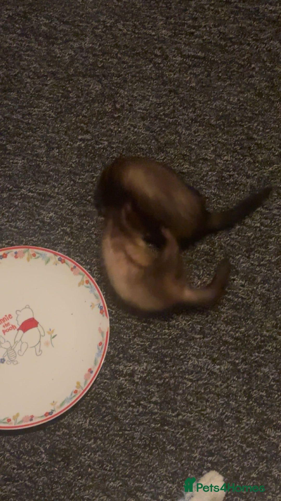 Ferret rodents for sale: 2 Loving Sisters for Sale! (Both Go Together) - Image 3