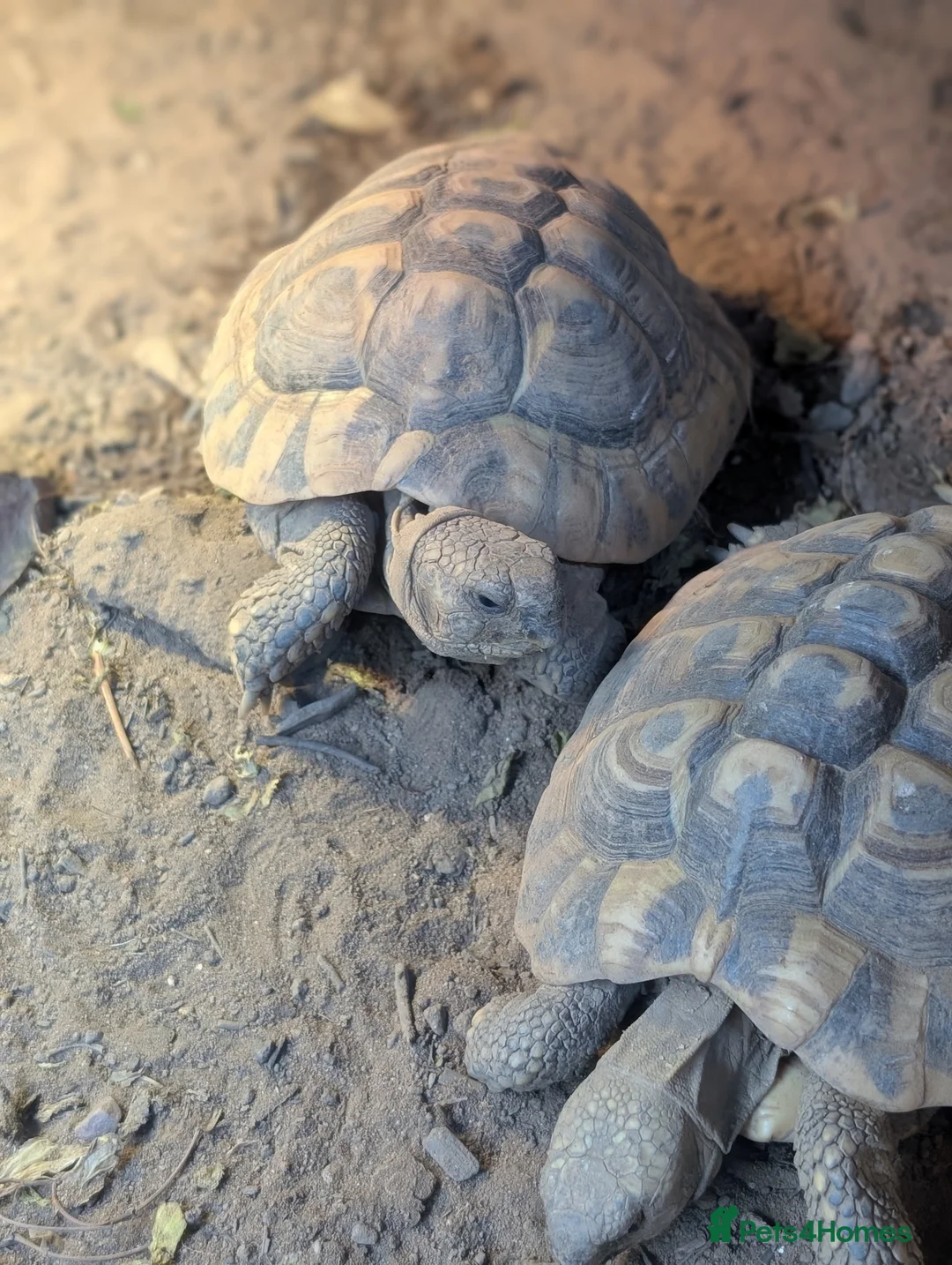 Hermann Tortoise reptiles for sale: Family of Herman Tortoise 4 Female 1 male - Advert 3