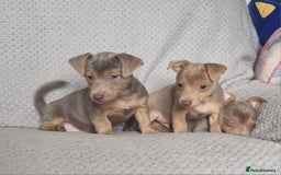 Jack Russell dogs for sale: Miniature jack Russell's only 3 available now - Image 5