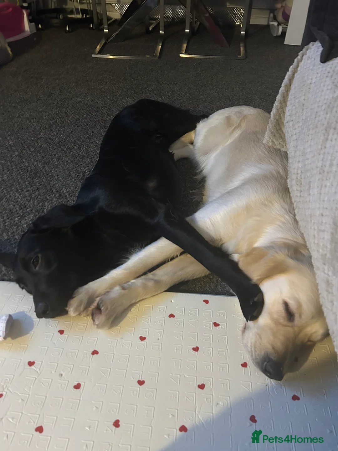 Golden Retriever dogs for sale: Golden Retriever - Millie - Advert 3