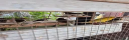 Canaries birds for sale: Males and Females Canaries for sale - Advert 3