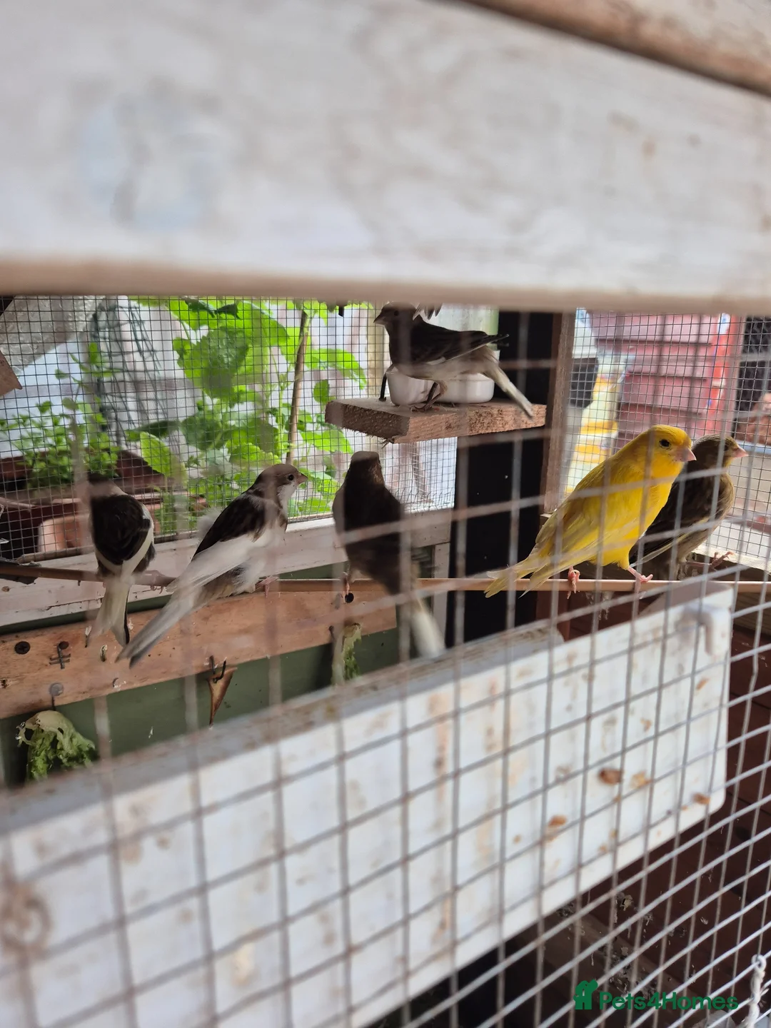 Canaries birds for sale: Males and Females Canaries for sale - Advert 3