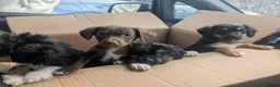 Mixed Breed dogs for sale: 4 adorable mixed breed pups for sale 3 girls 1boy - Advert 13