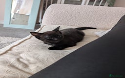 Mixed Breed cats for sale: Lovely black and Tuxedo kittens for sale - Image 5