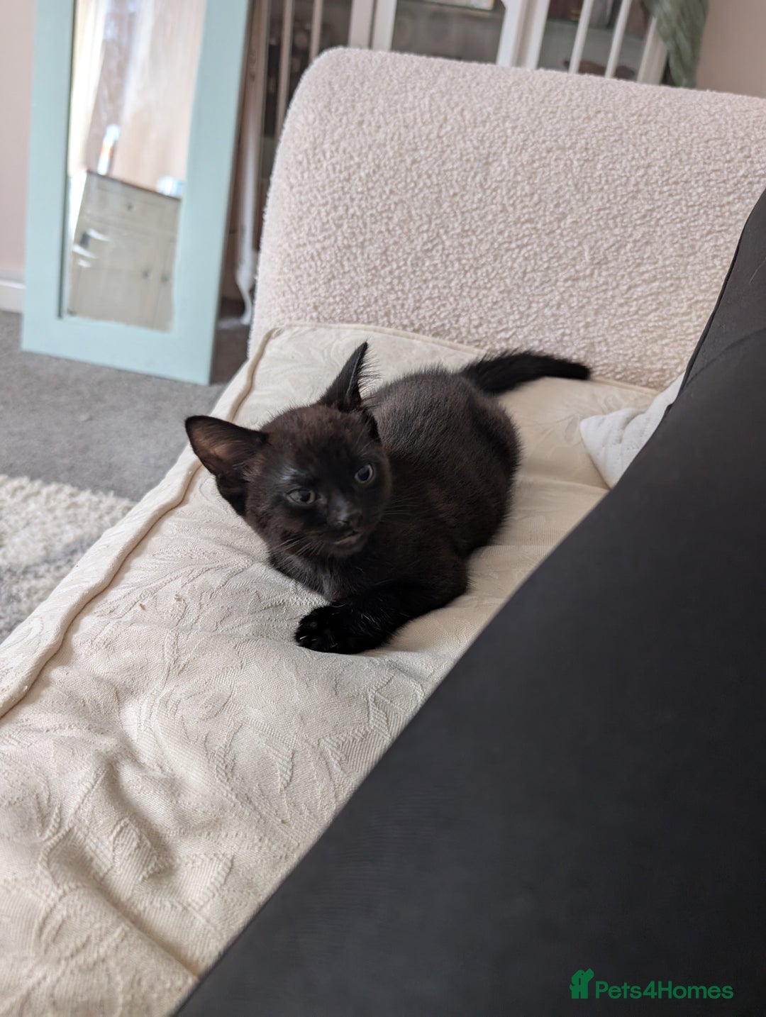 Mixed Breed cats for sale: Lovely black and Tuxedo kittens for sale - Image 5