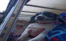 Cocker Spaniel dogs for sale: FULLY VACCINATED AND READY TO LEAVE  - Image 7