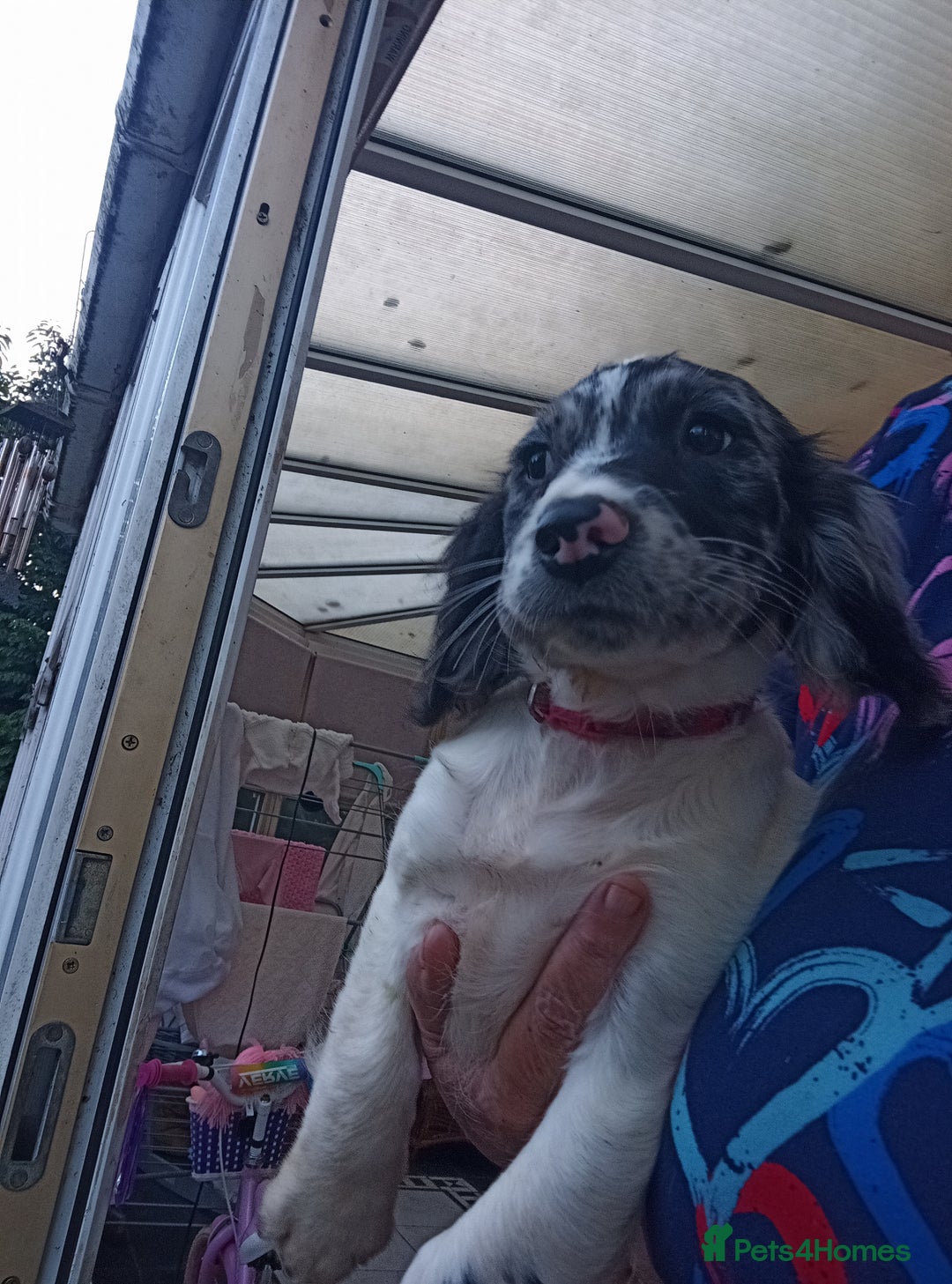 Cocker Spaniel dogs for sale: FULLY VACCINATED AND READY TO LEAVE  - Image 7