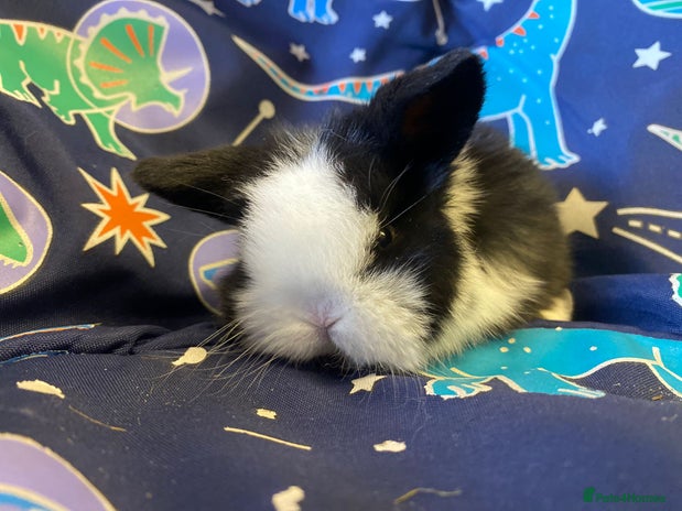 Mini Lop rabbits Mini lop - Advert 10