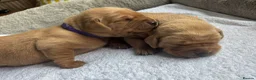 Labrador Retriever dogs for sale: KC Registered Fox Red Lab Puppies Raised Vet’s Hom - Advert 11