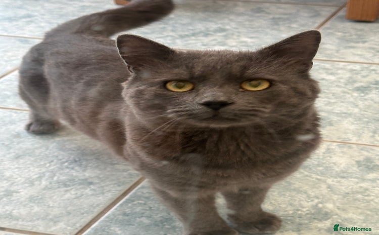 Chartreux cats - Advert 1