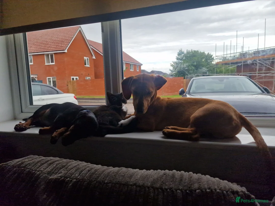 Dachshund dogs for sale: 3 year old dachshund  in Luton - Advert 7