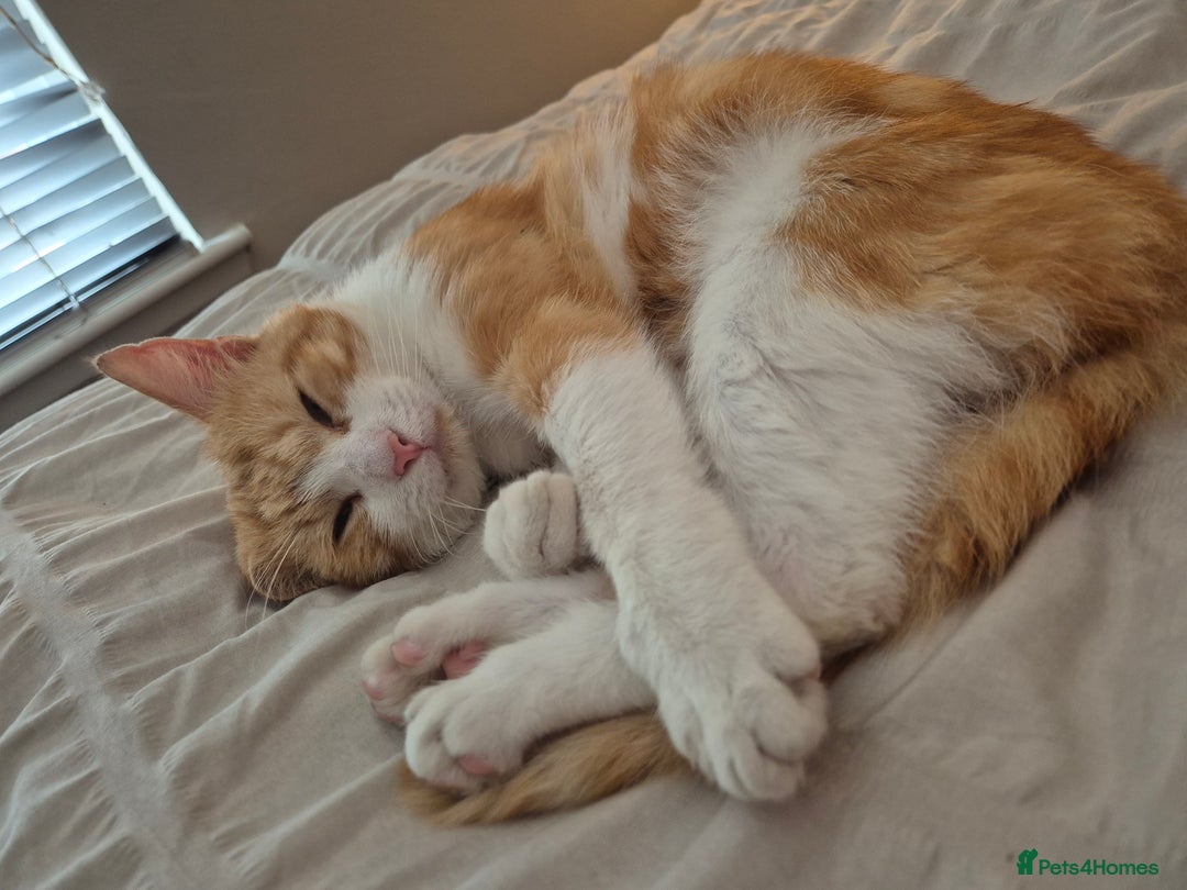 Domestic Shorthair cats for sale: Ginger male cat for rehoming  - Advert 3