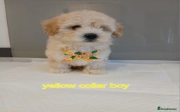 Maltipoo dogs for sale: Stunning maltipoo pups  - Image 5