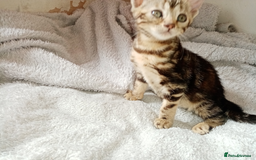 Mixed Breed cats for sale: Lovely Ginger and Rosetted Kittens - Image 17