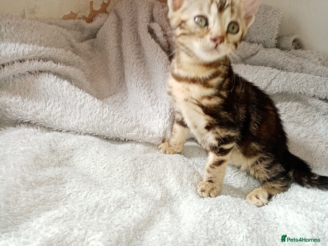 Mixed Breed cats for sale: Lovely Ginger and Rosetted Kittens - Image 17