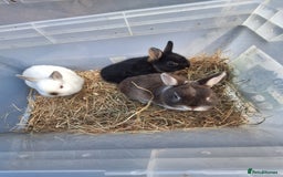 Netherland Dwarf rabbits for sale: 4 baby Netherland dwarf rabbits for sale £50 each  - Image 3