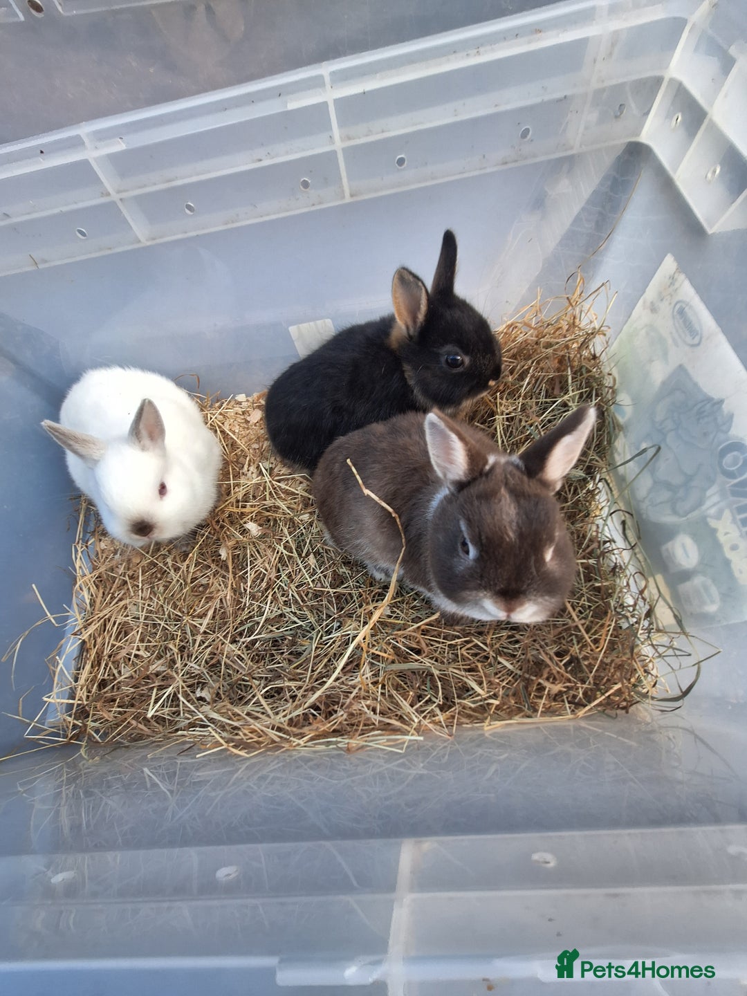 Netherland Dwarf rabbits for sale: 4 baby Netherland dwarf rabbits for sale £50 each  - Image 3