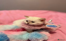British Shorthair cats for sale: Quality British Shorthair kittens  - Image 3