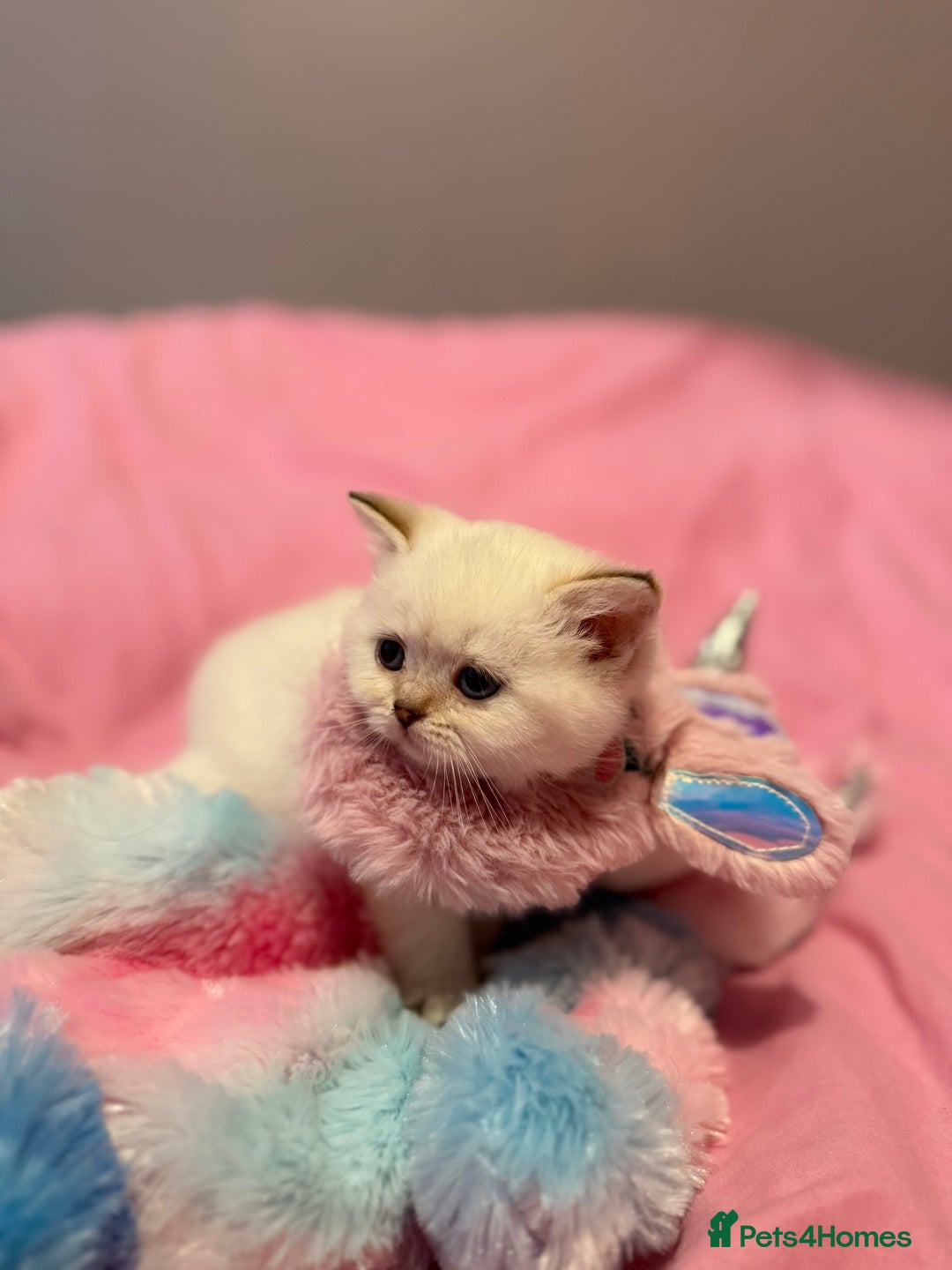 British Shorthair cats for sale: Quality British Shorthair kittens  - Image 3