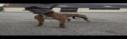 Greyhound dogs for sale: alan  - Advert 2