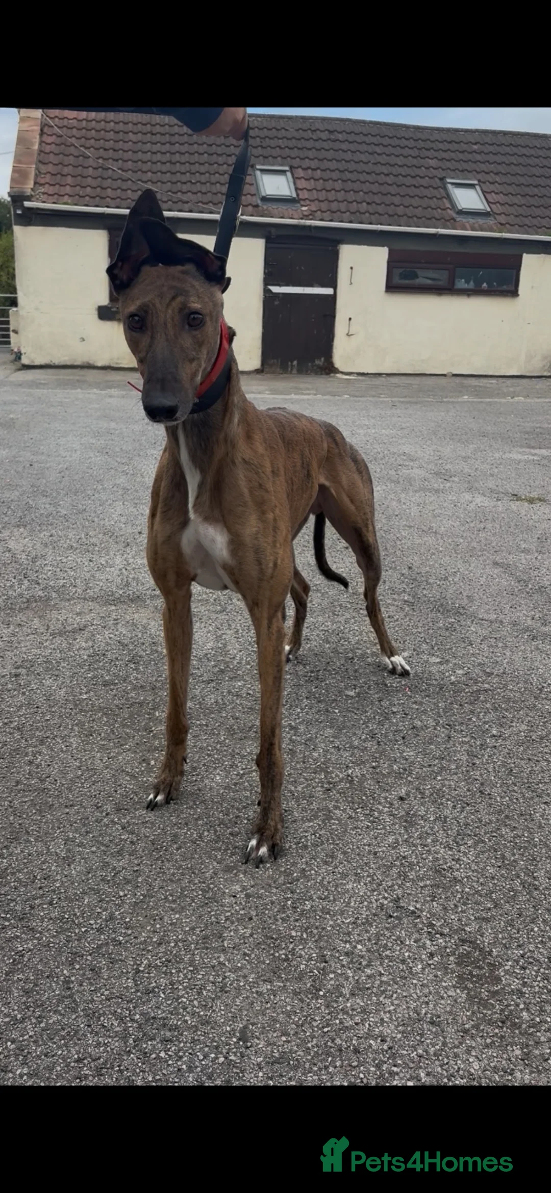 Greyhound dogs for sale: alan  - Advert 2