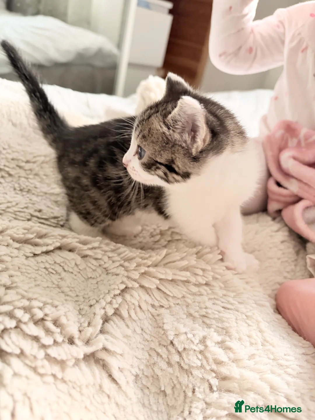 Mixed Breed cats for sale: Beautiful mixed tabby kittens  - Advert 12