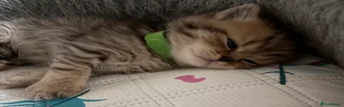 British Shorthair Kitten 1