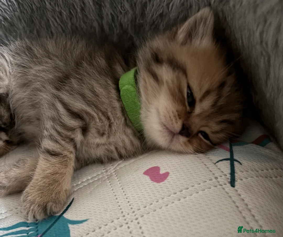 British Shorthair cats for sale: Pedigree British Shorthair  - Advert 7